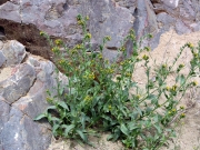 fiddleneck (Amsinckia intermedia)
